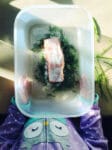 A plastic container being held by a child's hands with a piece of salmon covered in salt, and on a bed of fresh dill inside.